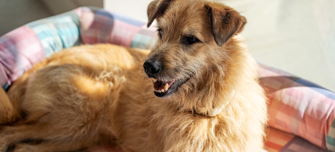 Smerige grote hond ontspant op een pastelkleurig hondenkussen