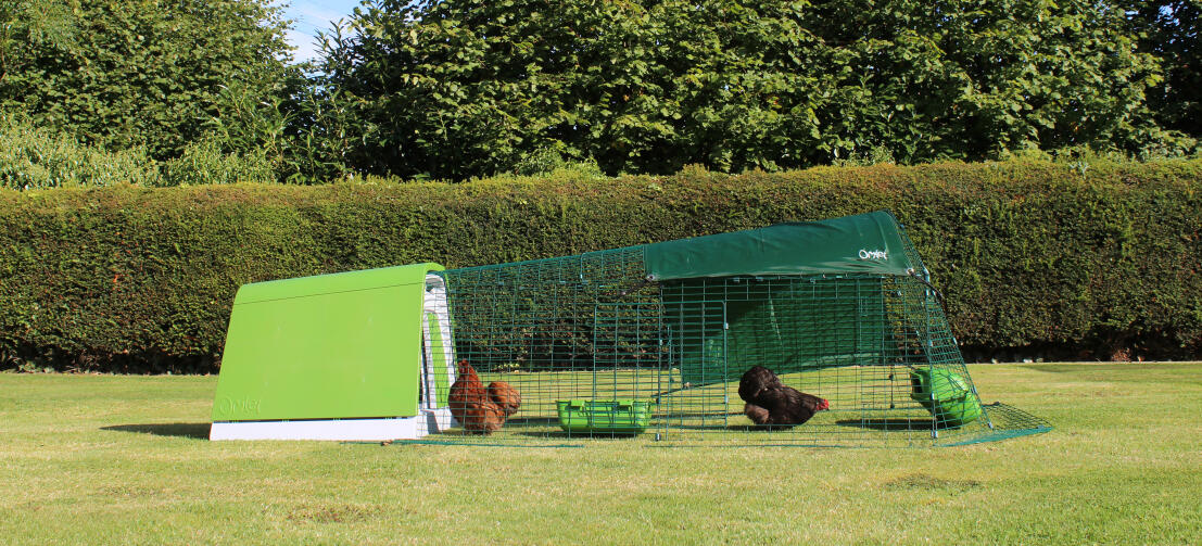 Een Eglu Go kippenhok met ren in een tuin met twee kippen