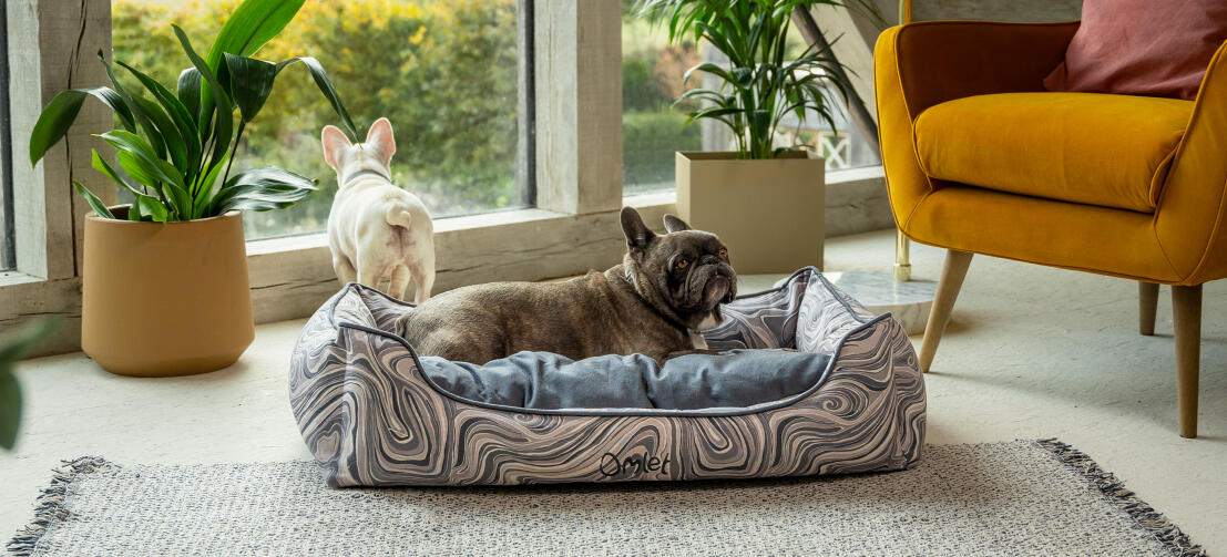 Twee bulletjes in een woonkamer met de stijlvolle Omletclose up van een hondenpootjes in een comfortabel Omlet nest hondenbed
