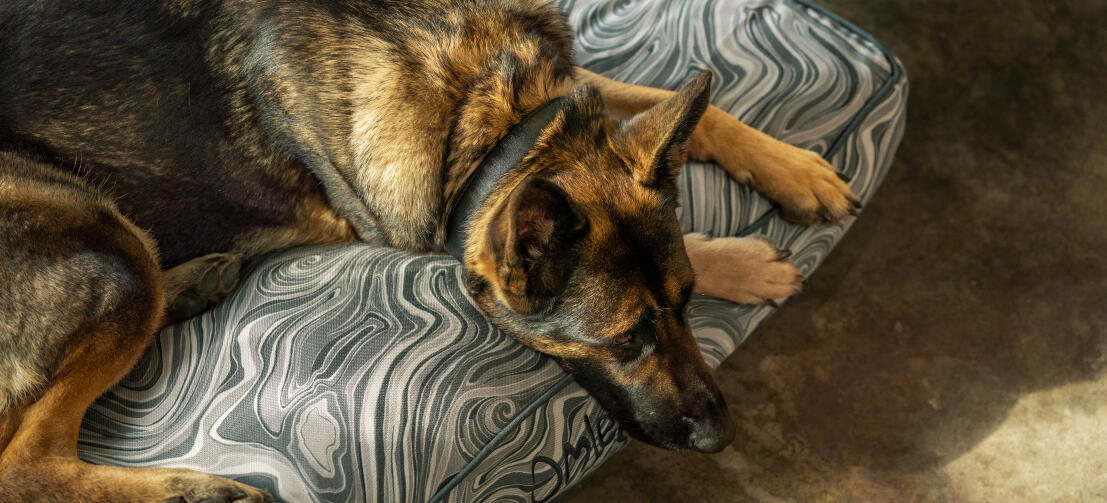 Duitse herder op een zacht en stijlvol Omlet kussen hondenbed Duitse herder op een zacht en stijlvol Omlet kussen hondenbed