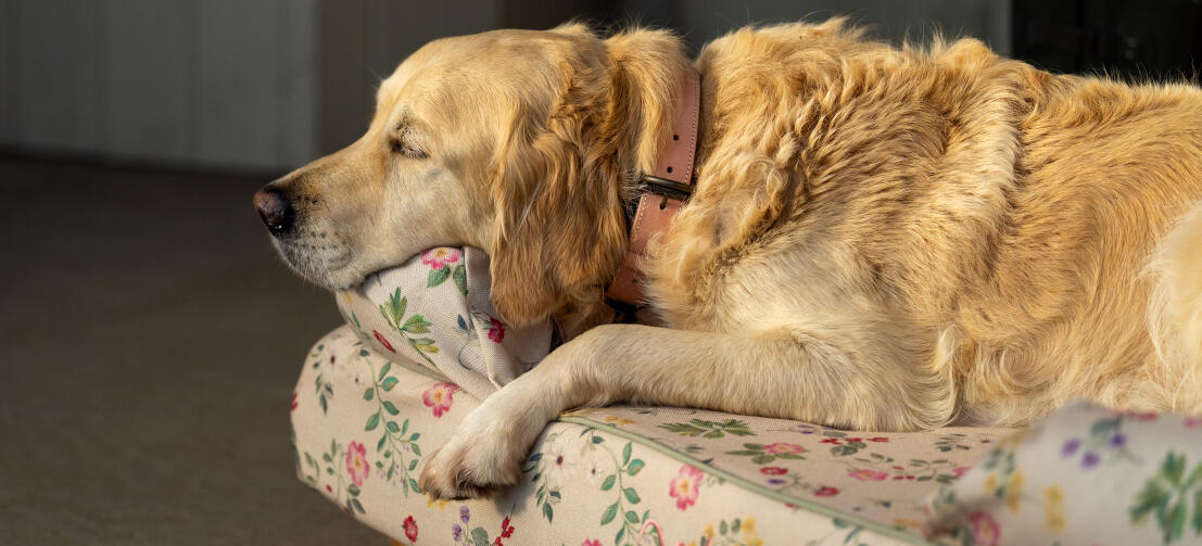 Golden retriever rustend op gebloemd bolster hondenbed