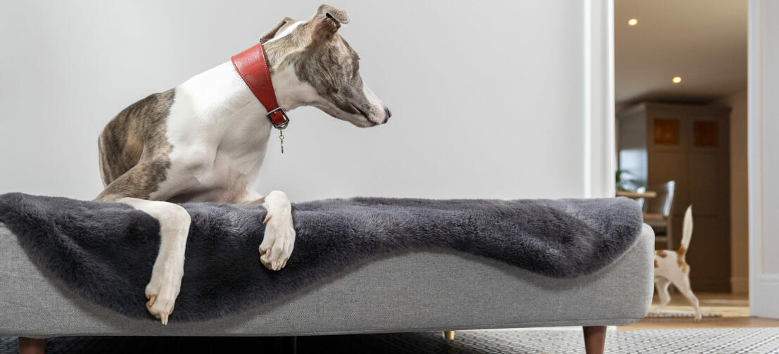 Hond ligt in het Topology hondenbed en andere hond speelt rond