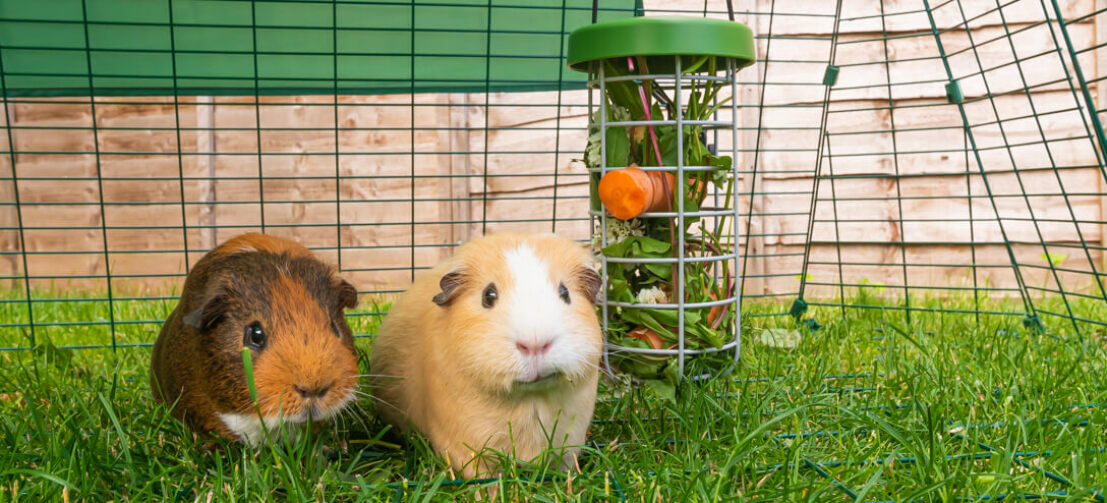 Caddi is de ideale manier om uw cavia’s verse groente en fruit te geven. Het houdt voer van de grond en dit houdt de ren schoner