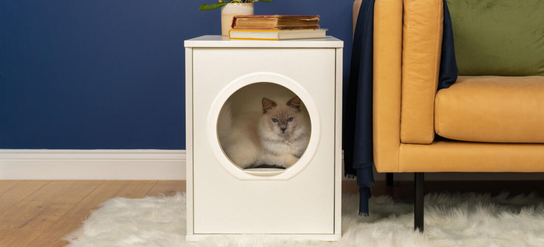 Schattige witte pluizige kat zit binnen in Maya binnenkattenhuis naast bank