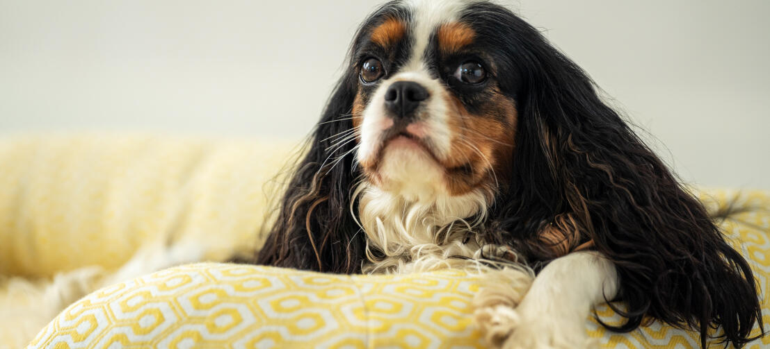 King charles spaniel rustend met zijn hoofd op een ondersteunend bolster hondenbed van Omlet