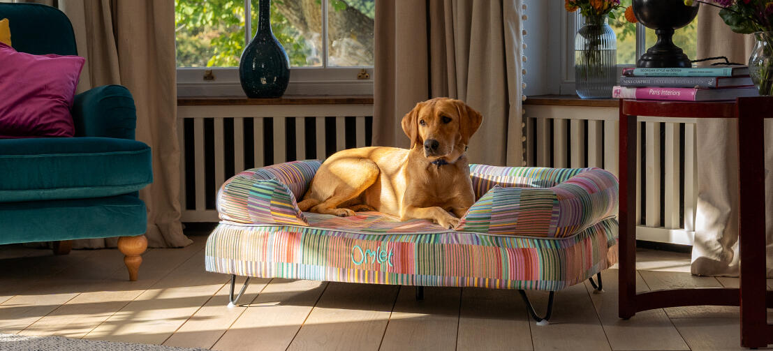 Labrador in woonkamer op verhoogd hondenbed