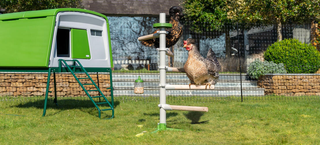 Zonnige tuin met een groot kippenhok Eglu Cube en een vrijstaande universele kippenzitstok binnen het Omlet kippenhekwerk
