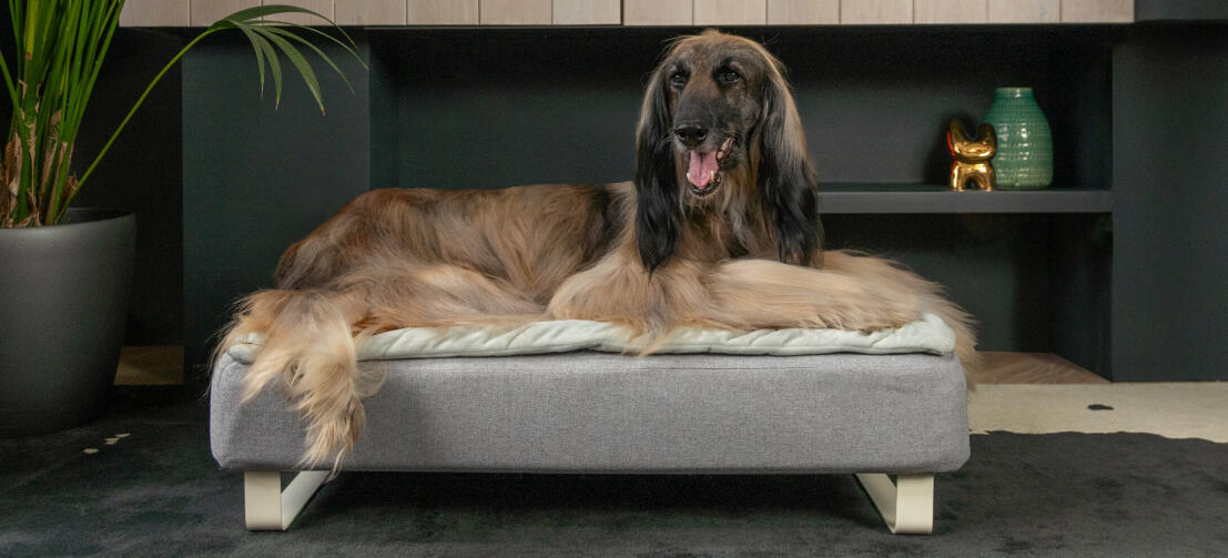 Oude greyhound liggend in het memory foam Topology hondenbed