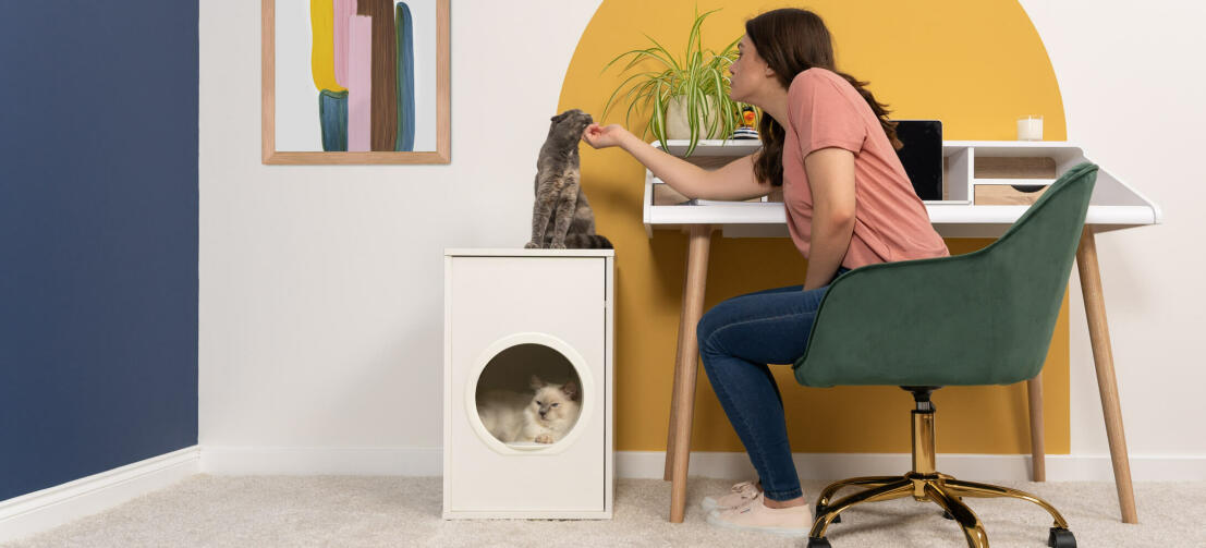 Kat zit binnen Maya kattenhuis terwijl kat bovenop poesje krijgt van dame