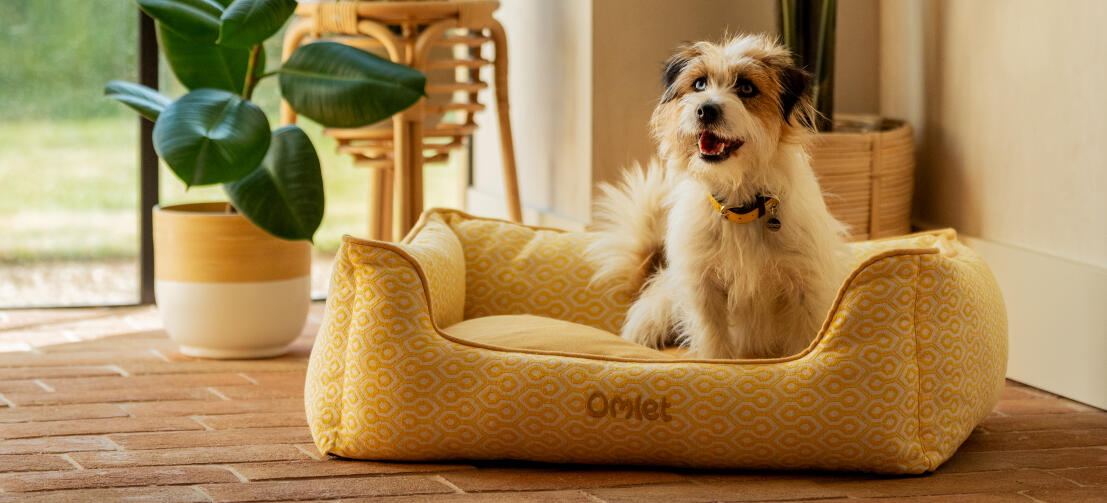 Een terriër op een hondenbed met honingraatpollen.