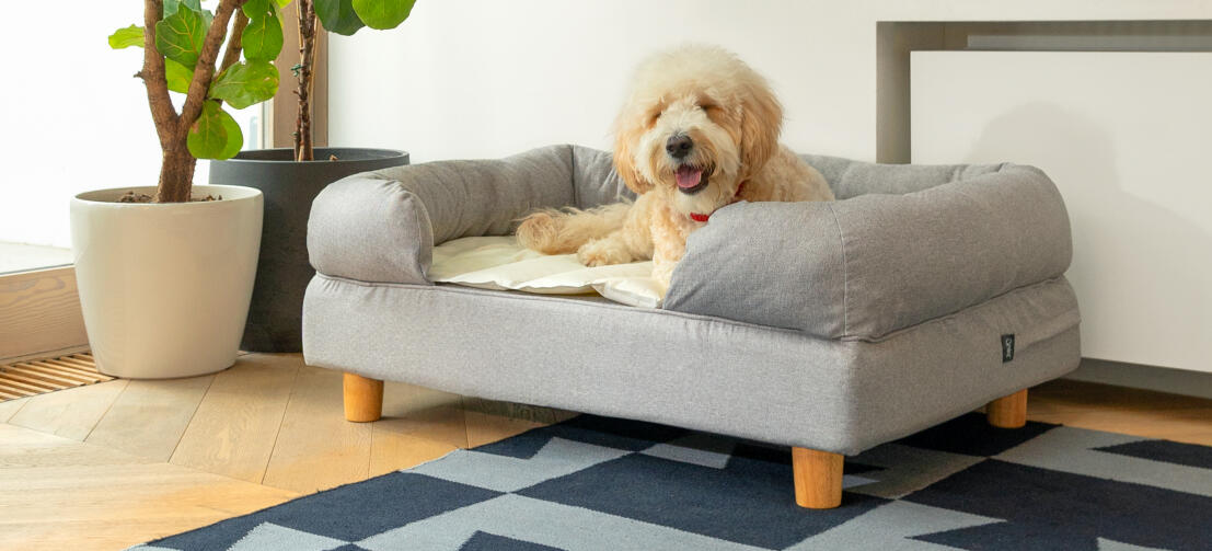 Witte hond slaapt op grijs Omlet memory foam bolster hondenbed en koelmat