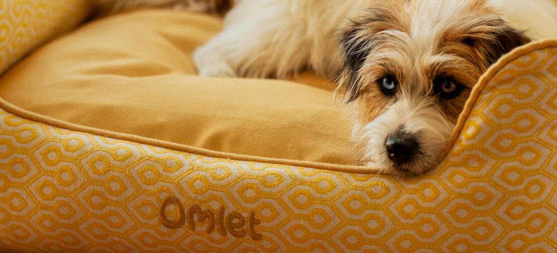 Terrier ontspant op een hondenbed met honingraatstuifmeelprint op Omlet nest.