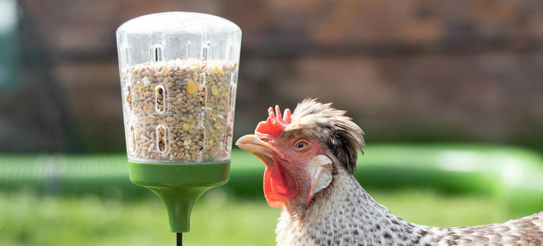 Kip inspecteert het Omlet pik speelGoed