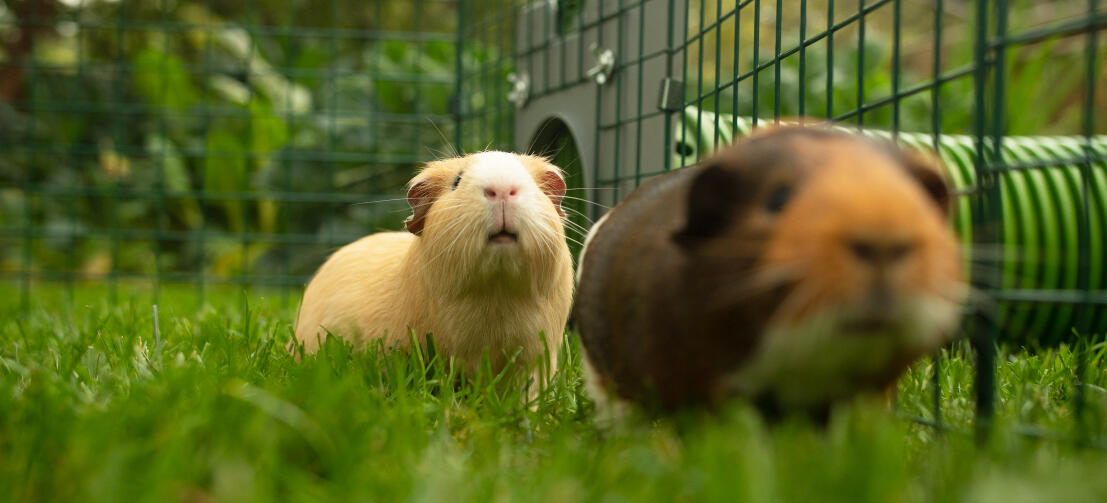 Twee cavia's in een box die verbonden is met een Zippi tunnel.