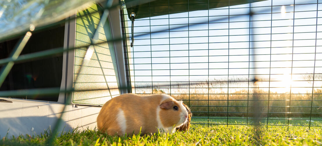 Een cavia stond naast de ingang van Eglu Go hok in de ren.