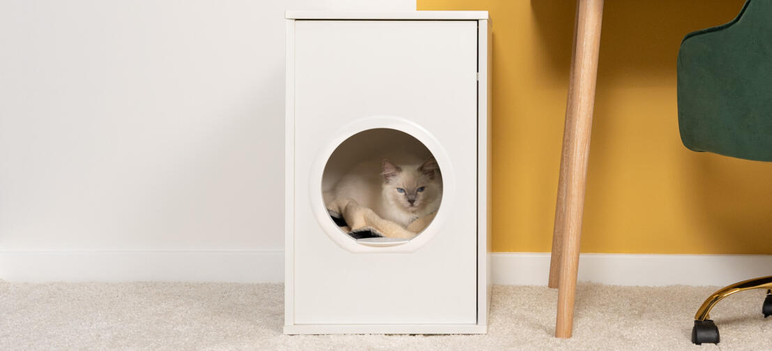 Witte pluizige kat zit binnen in Maya binnenkattenhuis