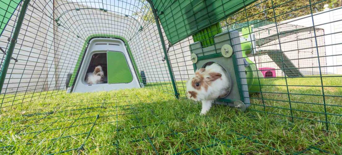 Konijnen spelen in hun groene Eglu Go hok en ren met Zippi tunnel aangesloten
