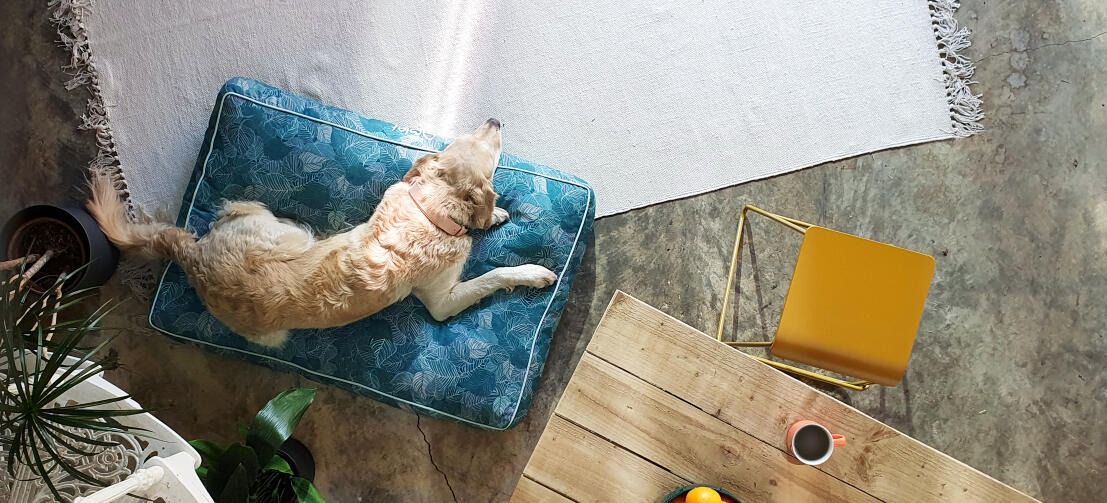Retriever liggend op een makkelijk schoon te maken Omlet kussen hondenbed