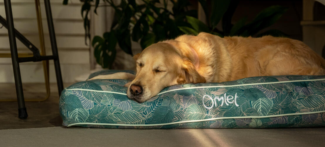 Retriever rustend op een comfortabel en stijlvol Omlet kussen hondenbed Retriever rustend op een comfortabel en stijlvol Omlet kussen hondenbed