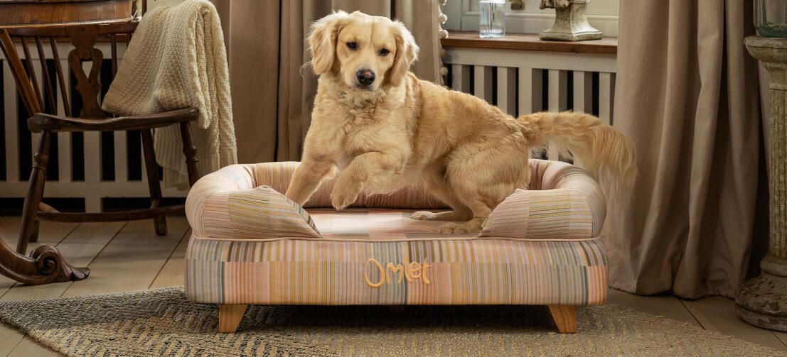 Retriever op verhoogd bolster hondenbed