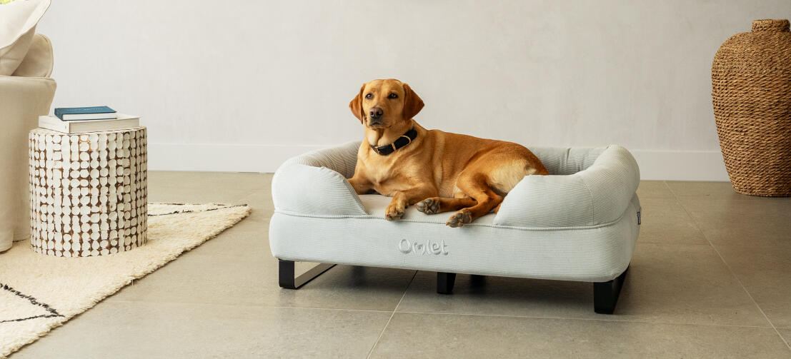 Retriever liggend in slim en stijlvol honden bolster bed met zwarte railpootjes.