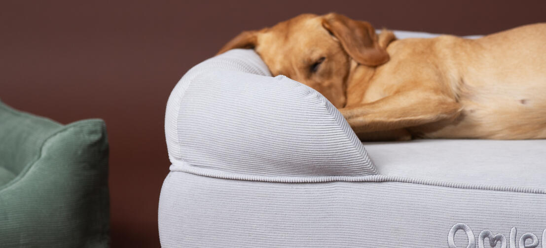 Retriever slaapt op een gezellig Omlet bolster hondenbed