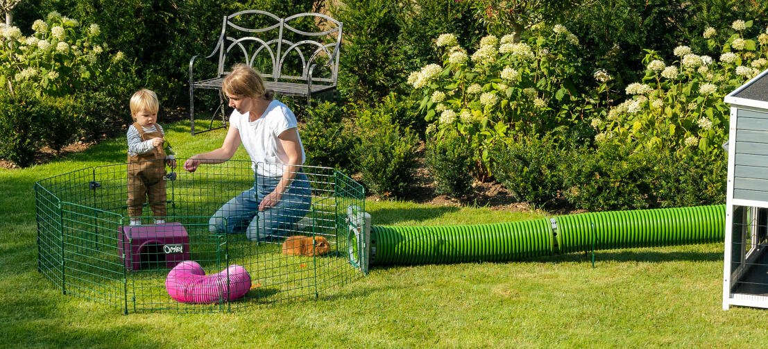Een gezin dat met cavia's in de tuin speelt, met Zippi tunnels die de Zippi box verbinden met een houten hok.