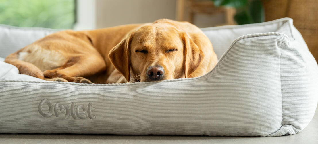 Een retriever slapend op een groot corduroy nest hondenbed in grijze corduroy kiezeltint.