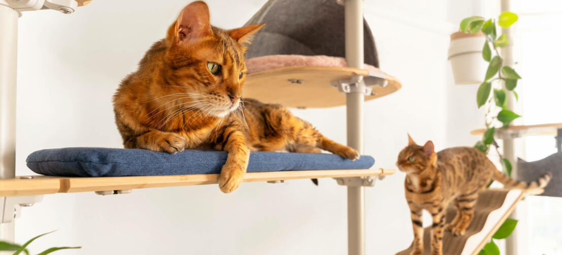 Twee katten relaxen op de Omlet Freestyle indoor kattenboom van vloer tot plafond