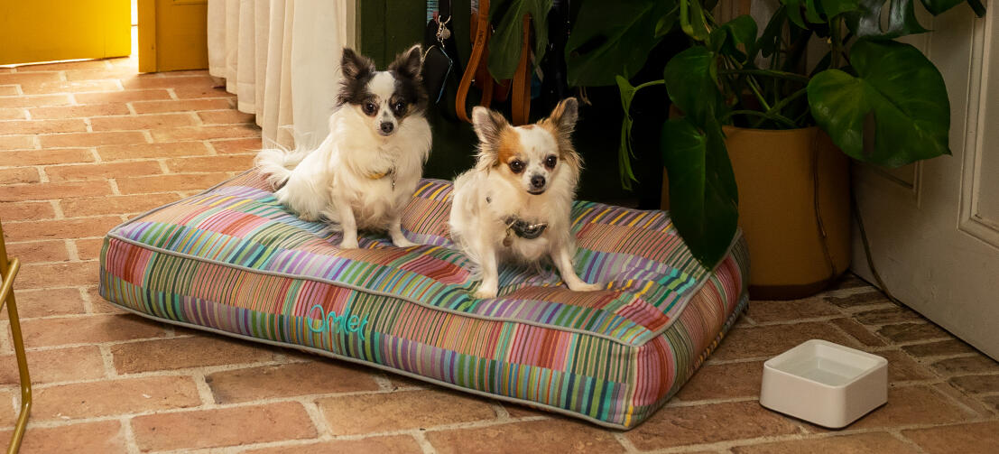 Twee chihuahuas op een zacht en pillowy Omlet kussen hondenbed