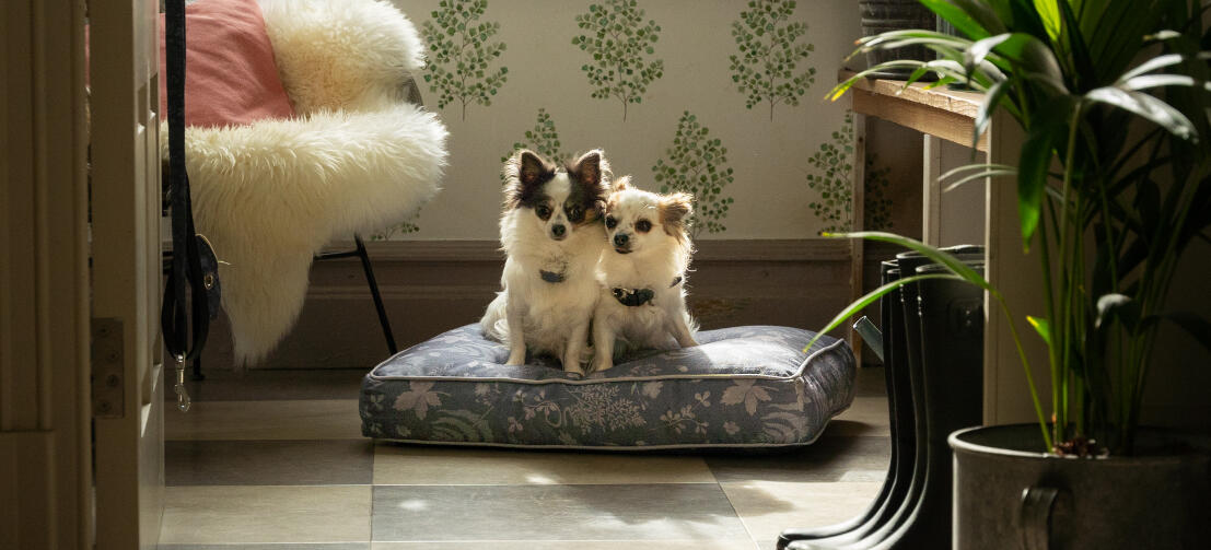 Twee chihuahuas op een gemakkelijk te reinigen en draagbaar Omlet kussen hondenbed