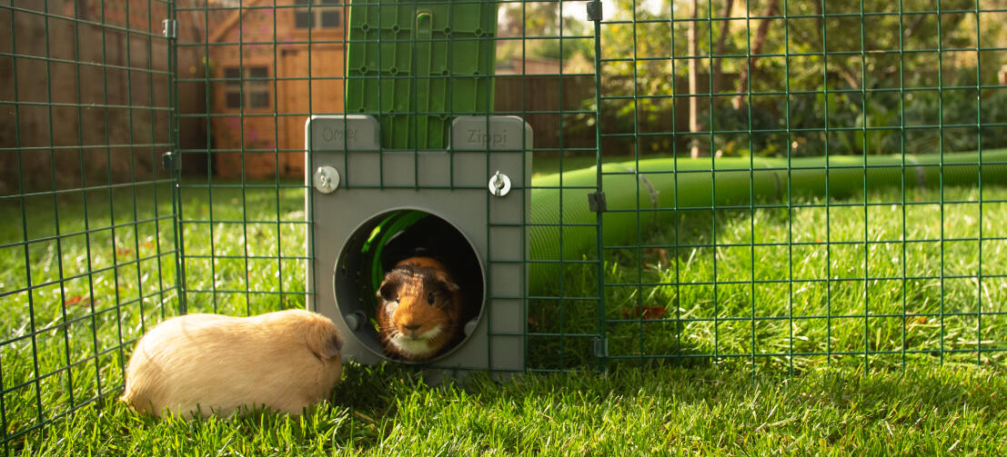 Twee cavia's die een doorlopend Zippi tunnelsysteem binnengaan.