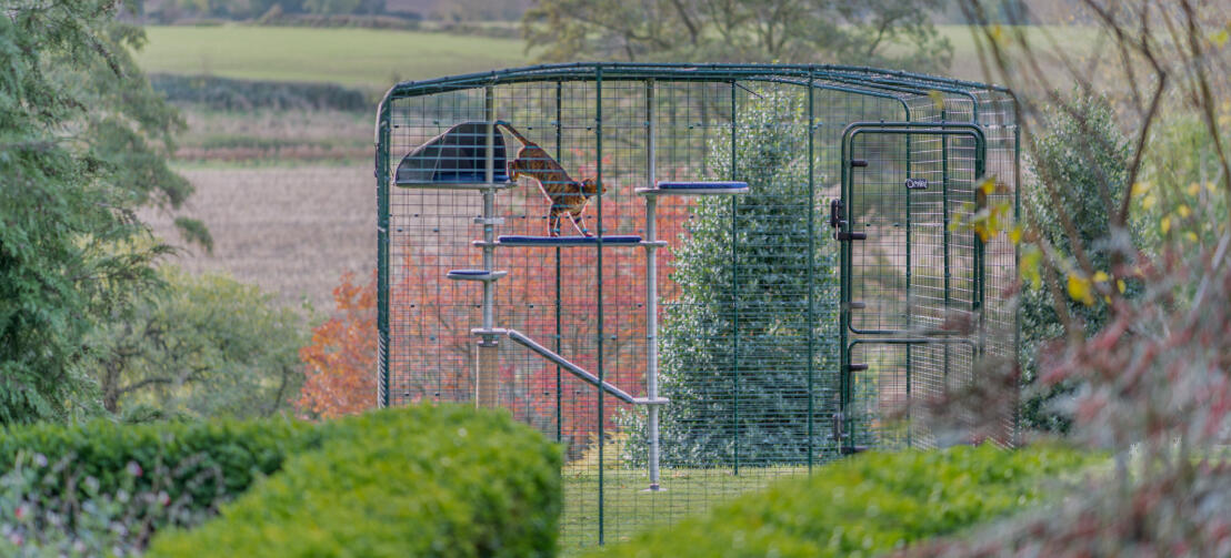 Kat spelen op de waterdichte Freestyle outdoor kattenboom binnen de Omlet catio