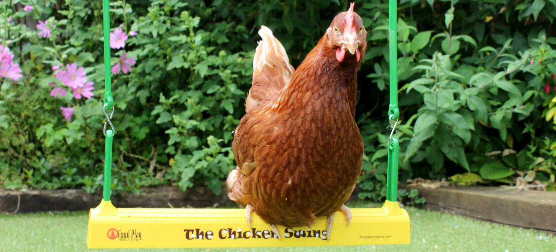 Uw kippen zullen dolgraag schommelen op hun Chicken Swing in de tuin