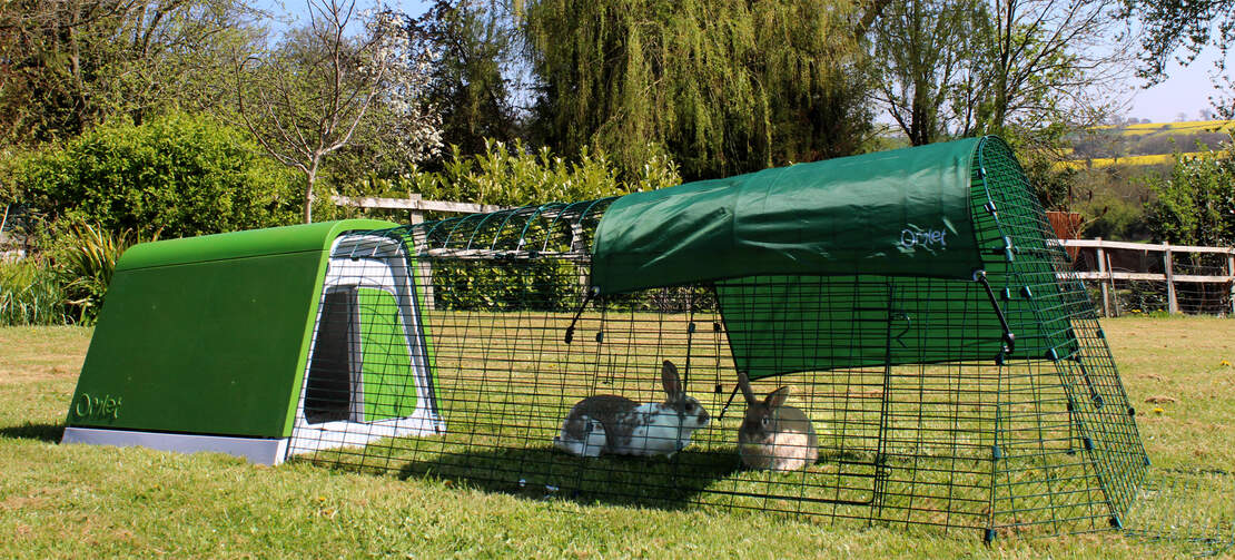 Twee spelende konijnen in de ren van een Eglu Go voor konijnen