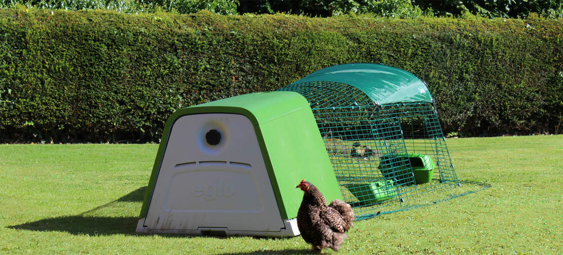 De Eglu Go is een perfect onderkomen voor 2-3 kippen De Eglu Go is een perfect onderkomen voor 2-3 kippen