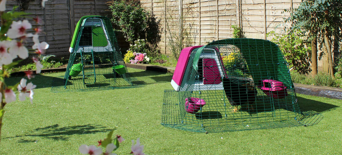 Paarse Eglu Go kunststof kippenhok en een groene Eglu Go UP in de tuin Paarse Eglu Go kunststof kippenhok en een groene Eglu Go UP in de tuin