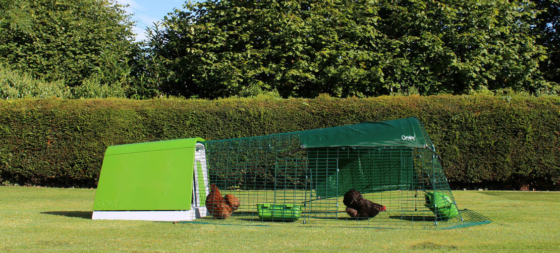 Het groene Eglu Go kippenhok staat prachtig in uw tuin Het groene Eglu Go kippenhok staat prachtig in uw tuin