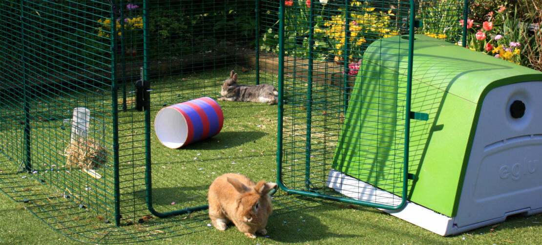 De lage inloopren voor konijnen geeft uw konijnen heerlijk de ruimte