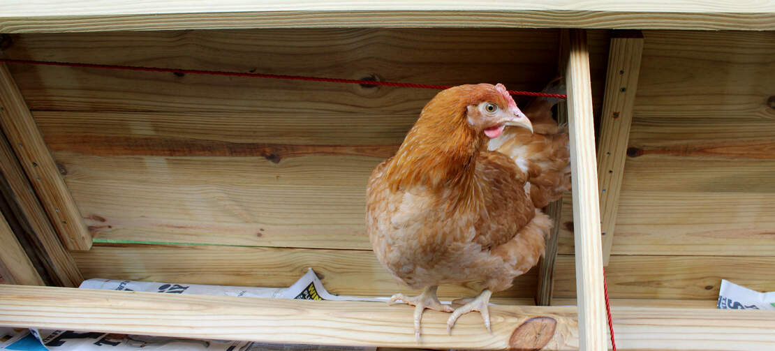 Een Gingernut ranger op de zitstok van een Boughton kippenhok