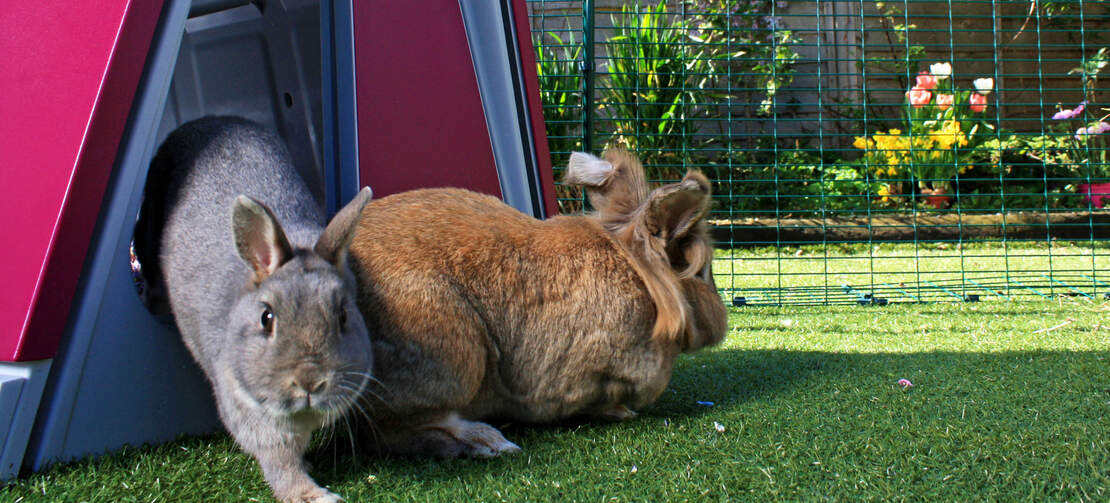 Door het konijnenhok in de buitenren te zetten hebben uw konijnen een eigen plaats om in te schuilen