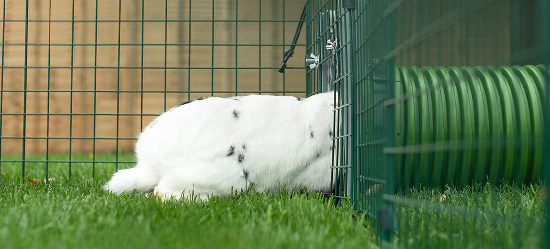 Verbind de Zippe tunnels veilig met elk soort konijnenhok of ren met het Zippi deurframe en verbindingsstuk