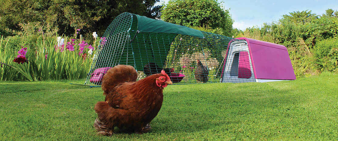 Een Eglu Go met uitbouw in een tuin met drie rondspokende kippen Een Eglu Go met uitbouw in een tuin met drie rondspokende kippen
