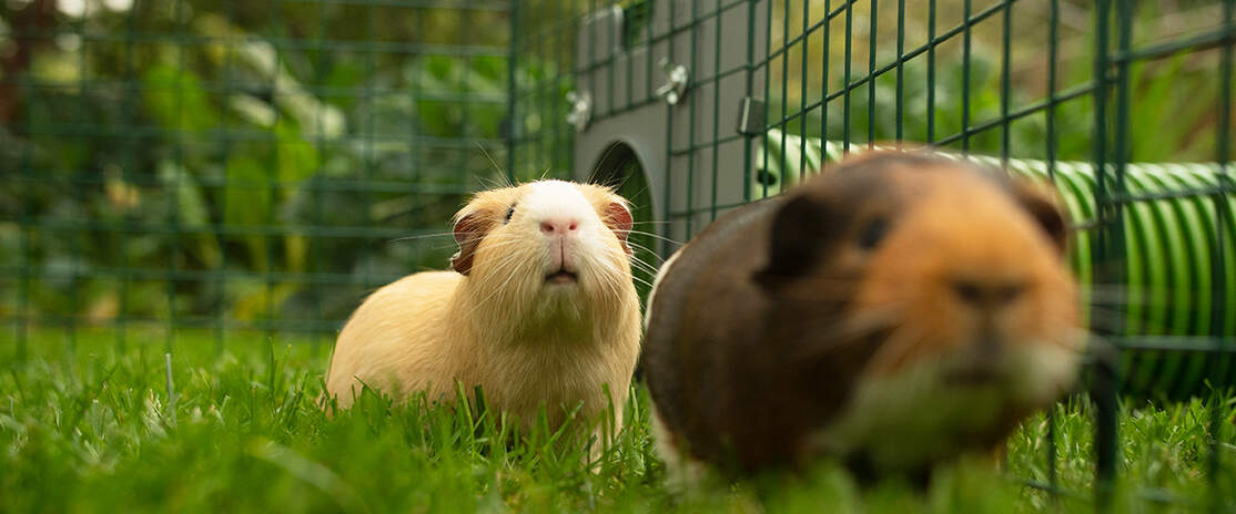 Twee cavia's in een box die verbonden is met een Zippi tunnel