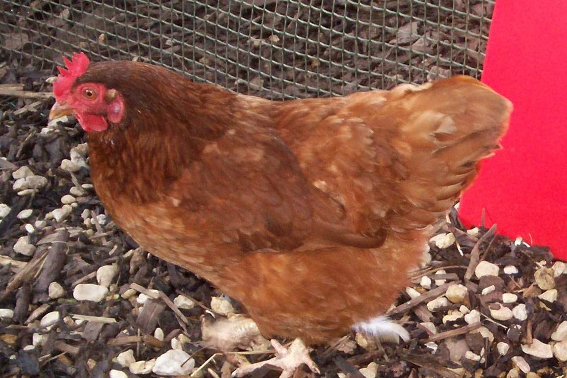 Rhode Island Red te koop Kippen Rasinformatie Omlet