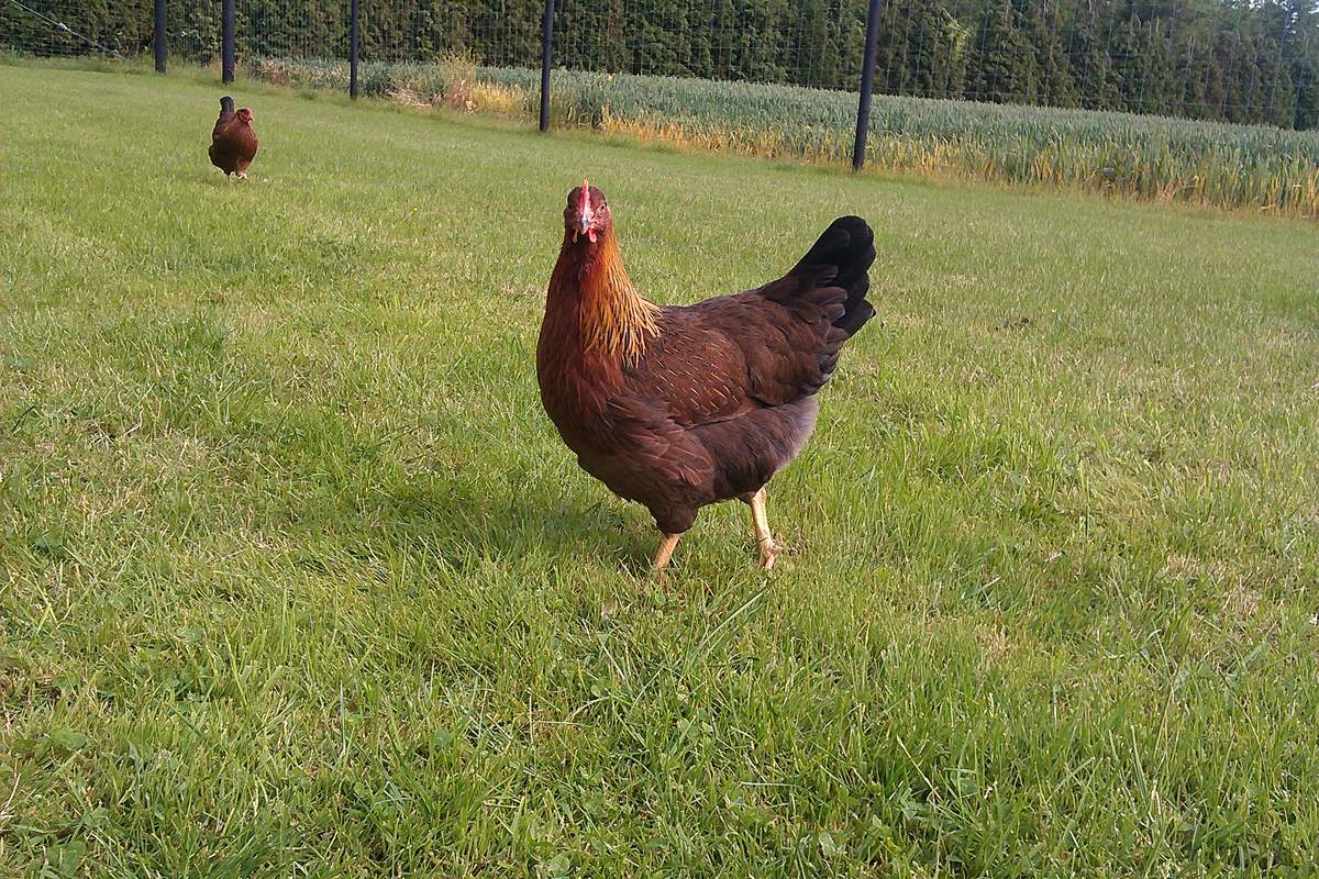 Welsumer te koop Kippen Rasinformatie Omlet