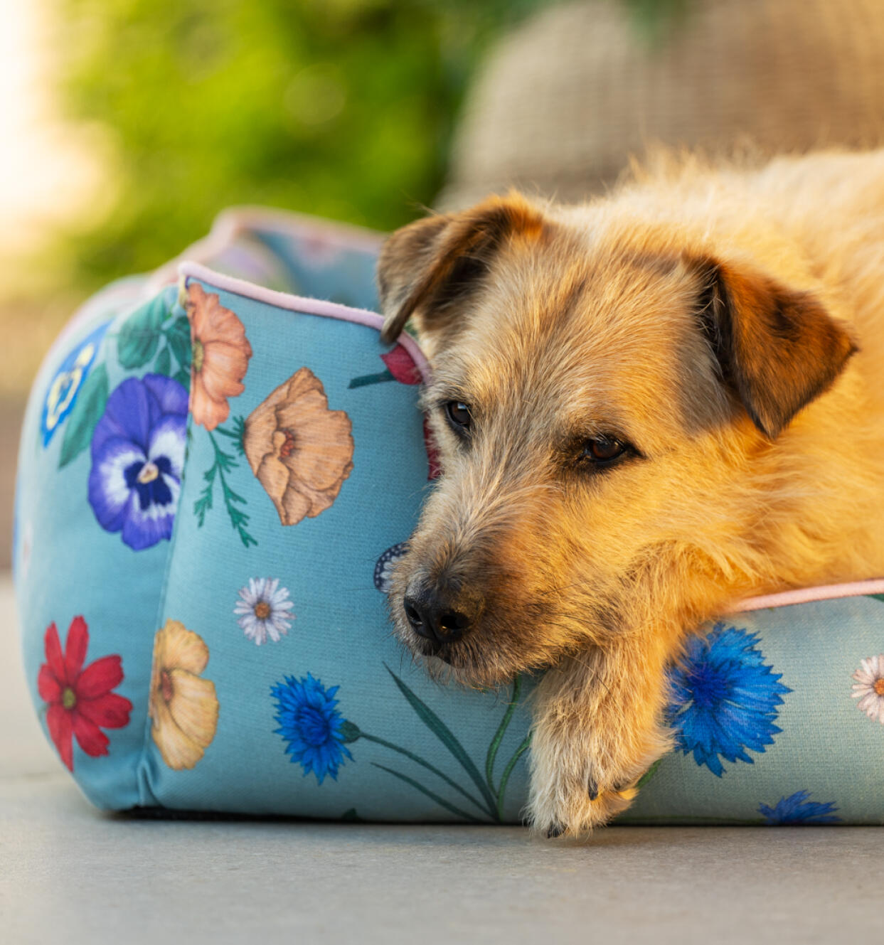 Hond ontspant op duurzaam hondenbed