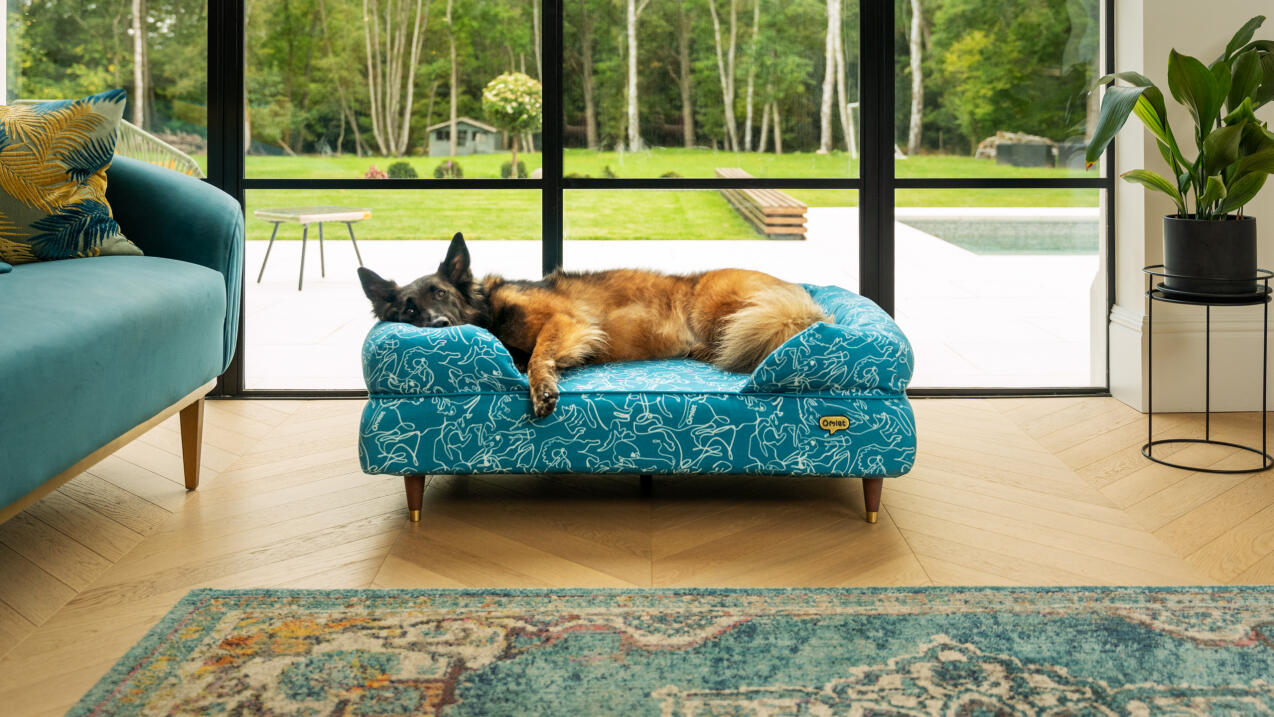 Duitse herder liggend op een blauw doodle hondenprint bolster bed