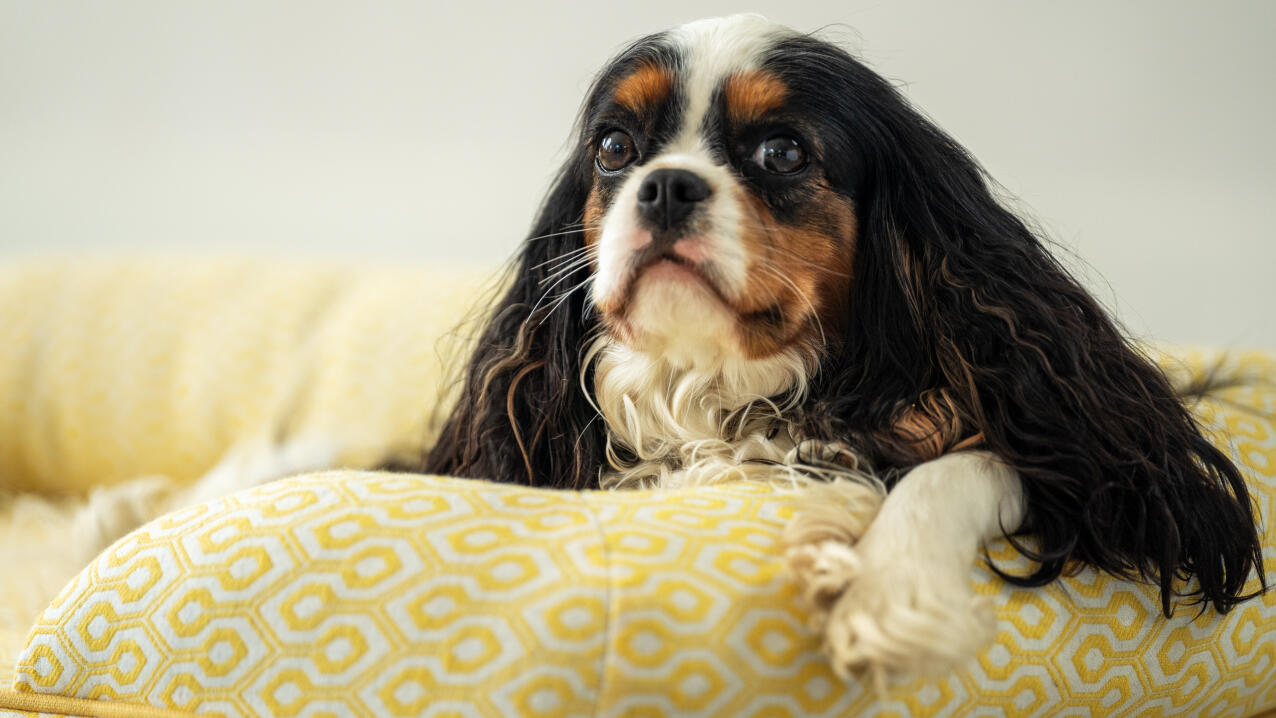 Close up van cavalier king charles spaniel op bolster hondenbed in honingraat pollenprint.