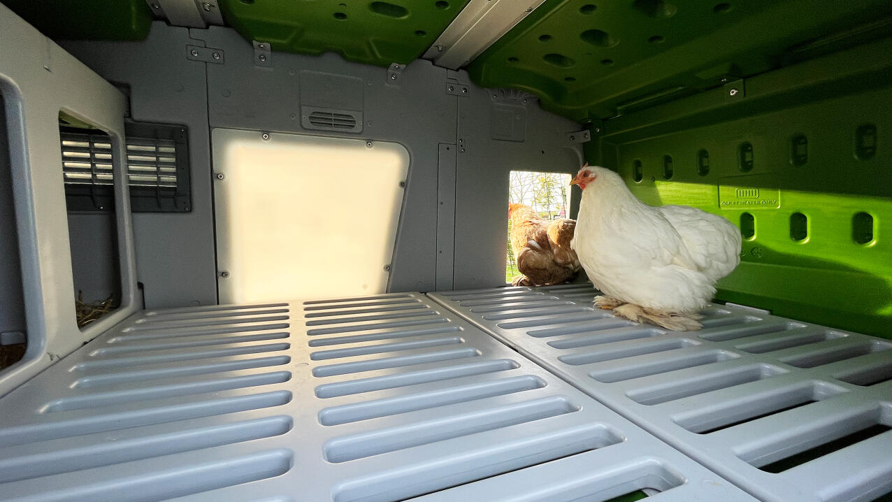 Kippen die genieten van het daglicht dat binnenkomt op de Eglu pro met het Lux paneel